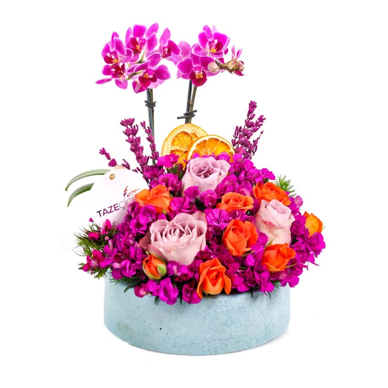 Missy Orkide Arajmanı