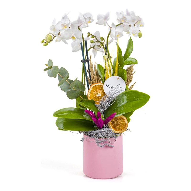 Lavender Love Orkide