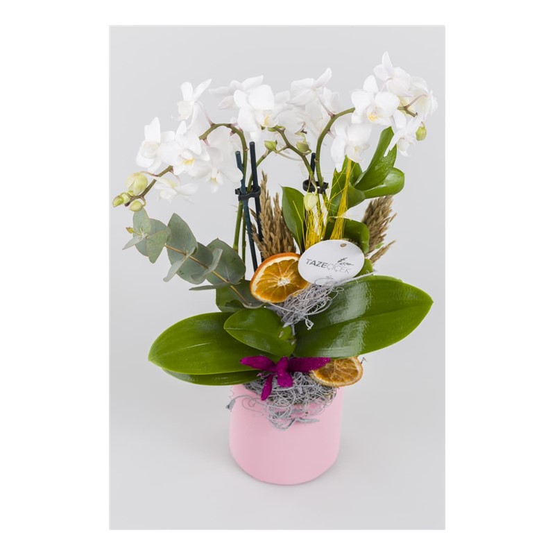 Lavender Love Orkide