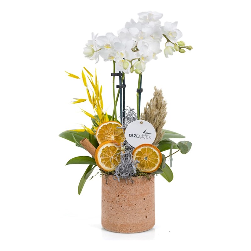 Tropical Premium Orkide Design