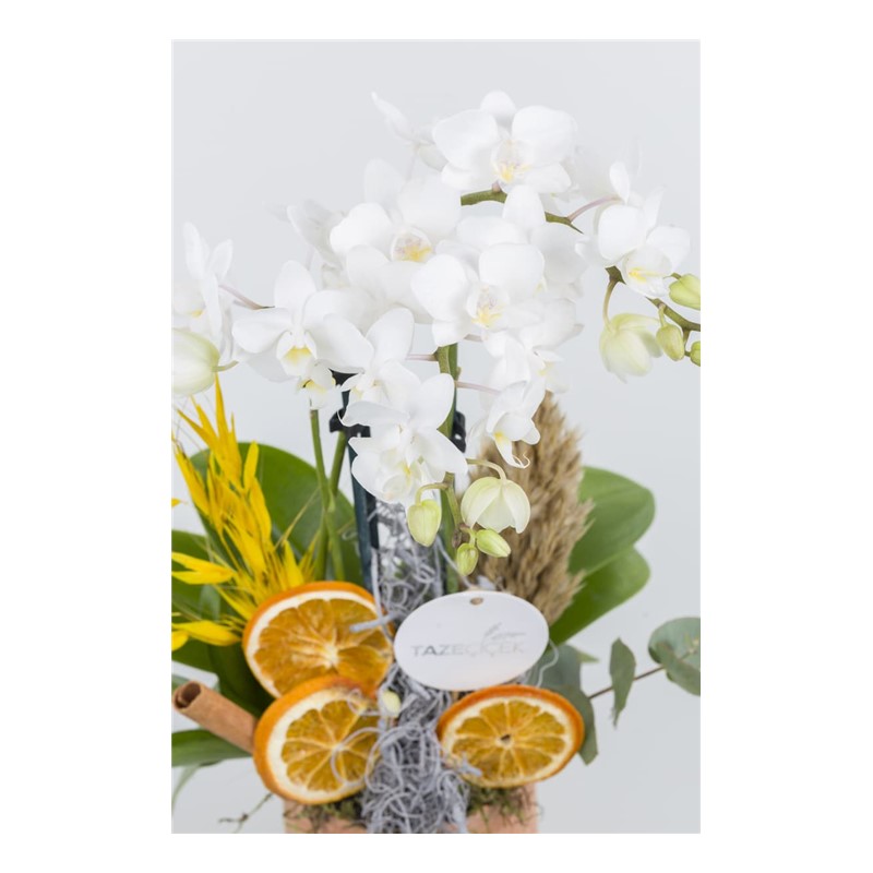 Tropical Premium Orkide Design