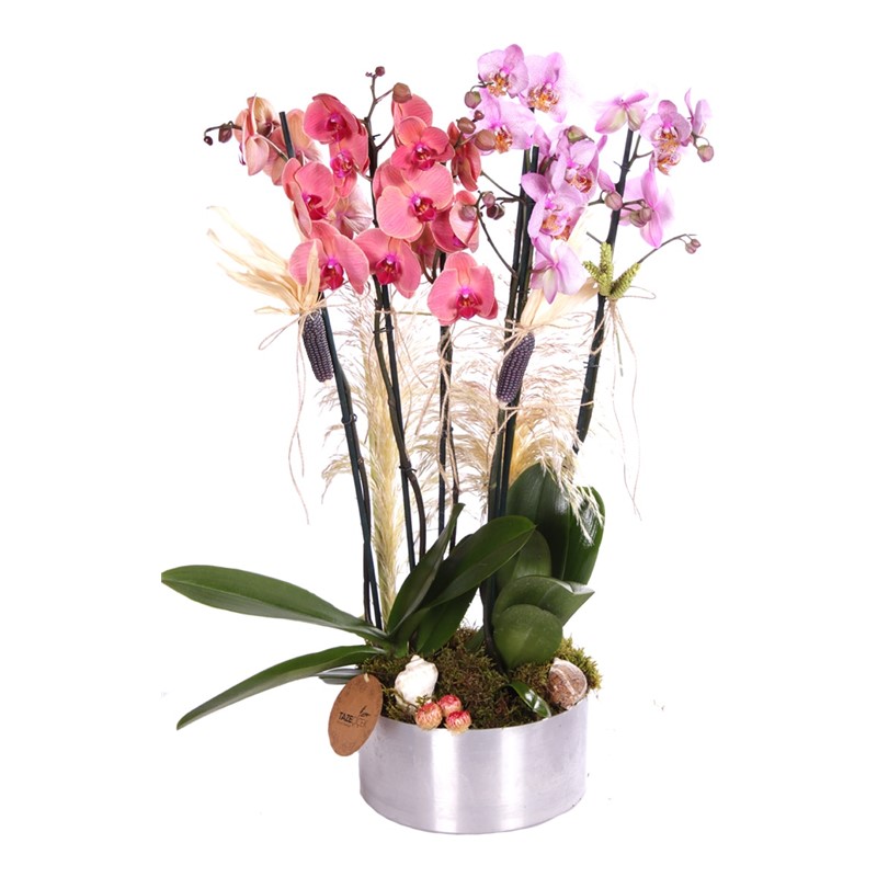 Gold Serial Premium Orkideler