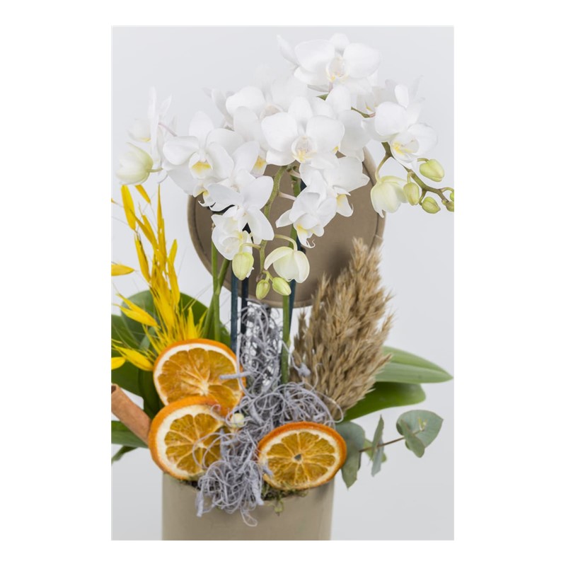 White Shut Small Orkide