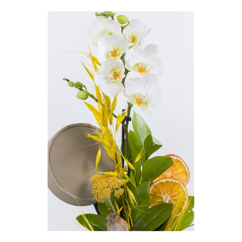Soft Feather Orkide