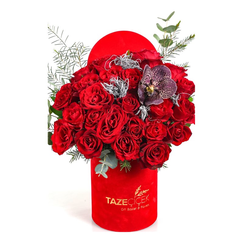 Vanda Of Red Rose