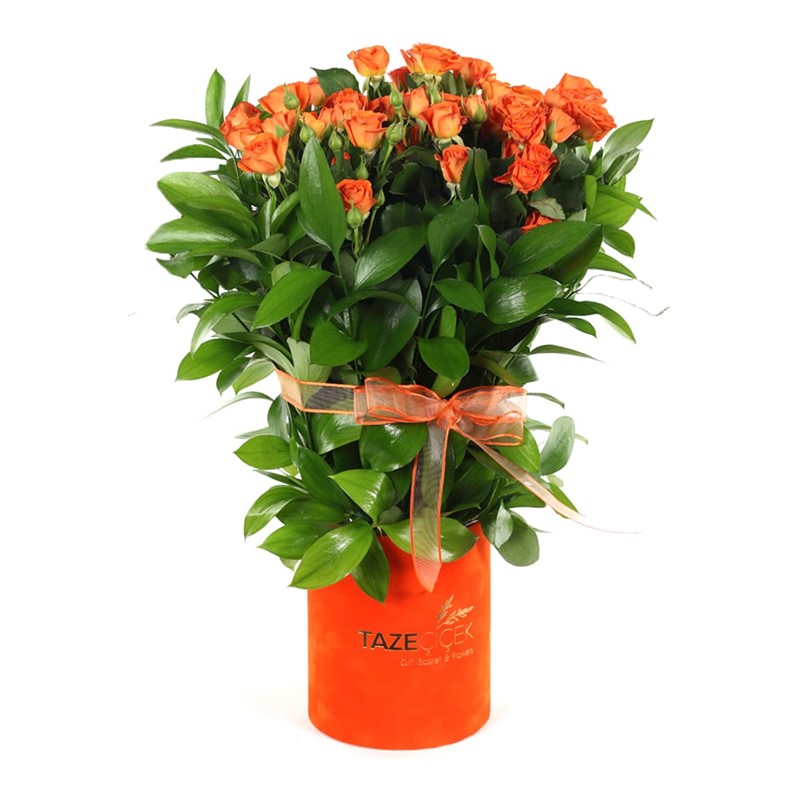 Alive Orange Flower