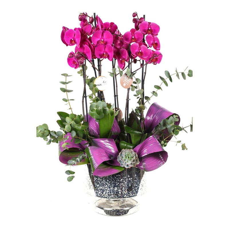 Creative Purple