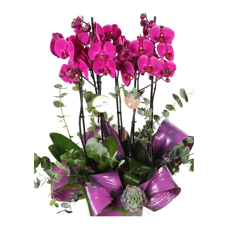 Creative Purple