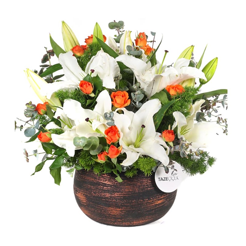Orange Lily Melody