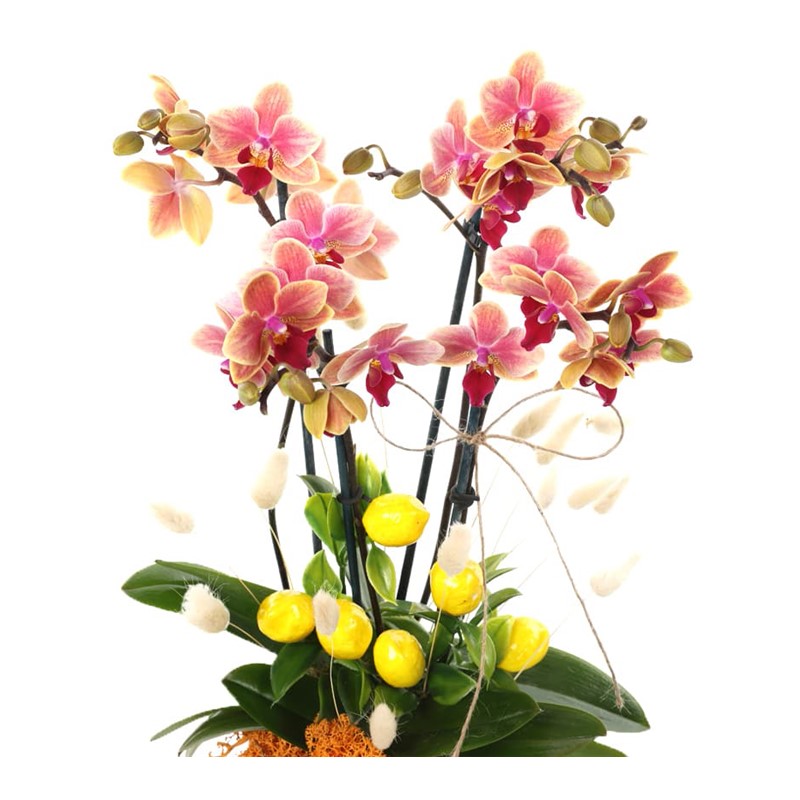Best Wishes Possibility