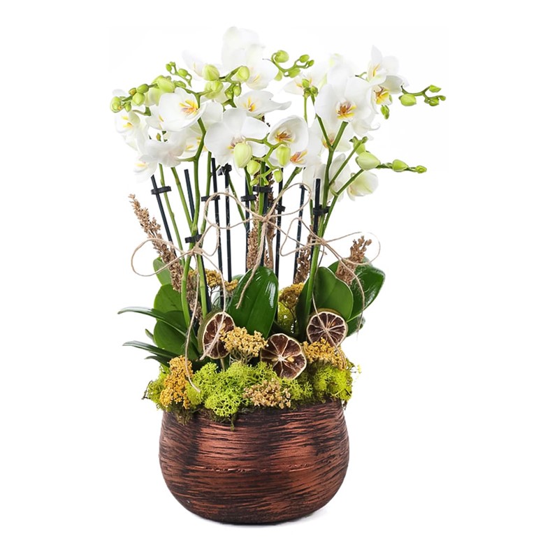 Multiple White Orkide