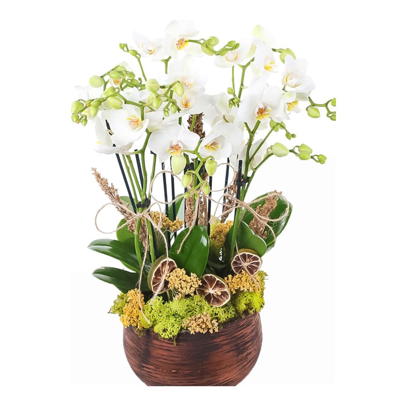 Multiple White Orkide
