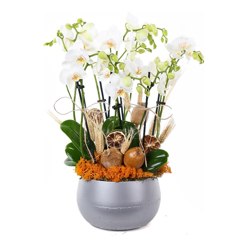 Silver Smoky Orkide
