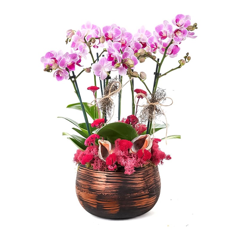 Purple Smoky Orkide