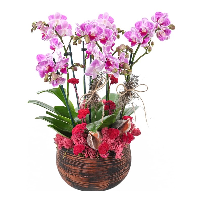 Purple Smoky Orkide