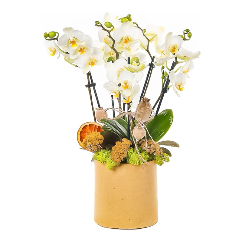 WhiteBerry Midi Orkide