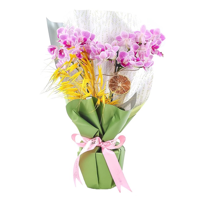 Caring Touch & Best Orkide