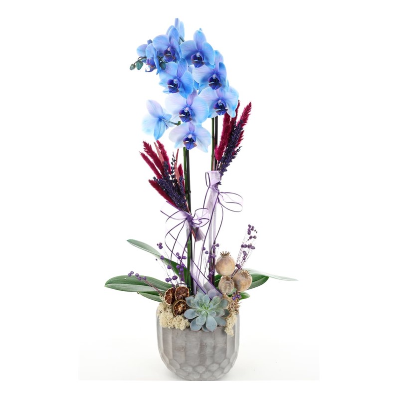 Blue Spirit Mavi Orkide
