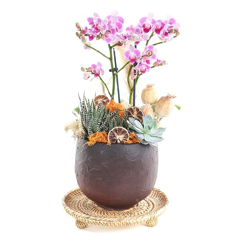 Exotic Midi Orchid