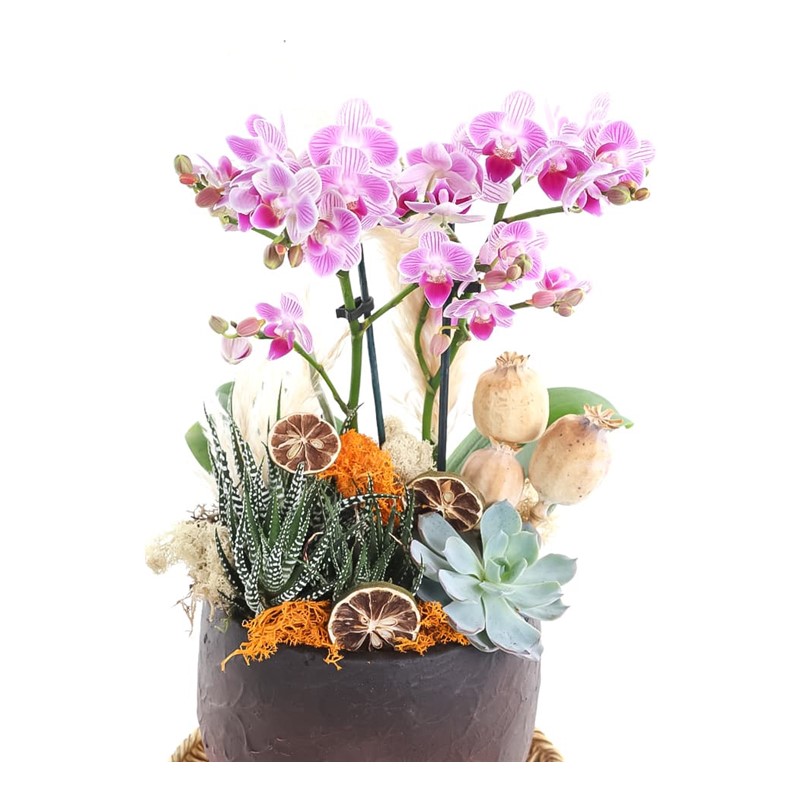 Exotic Midi Orchid