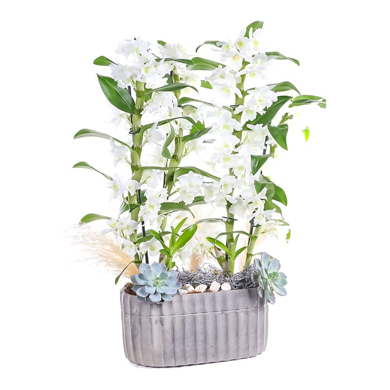 Double White Dendrobium