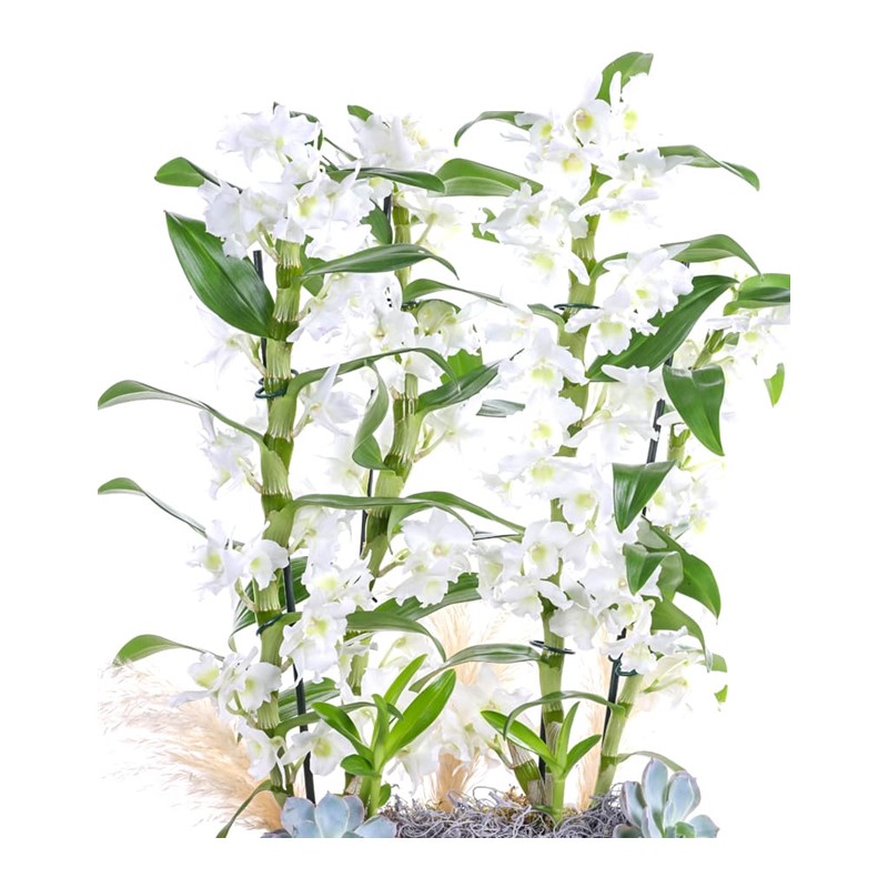 Double White Dendrobium