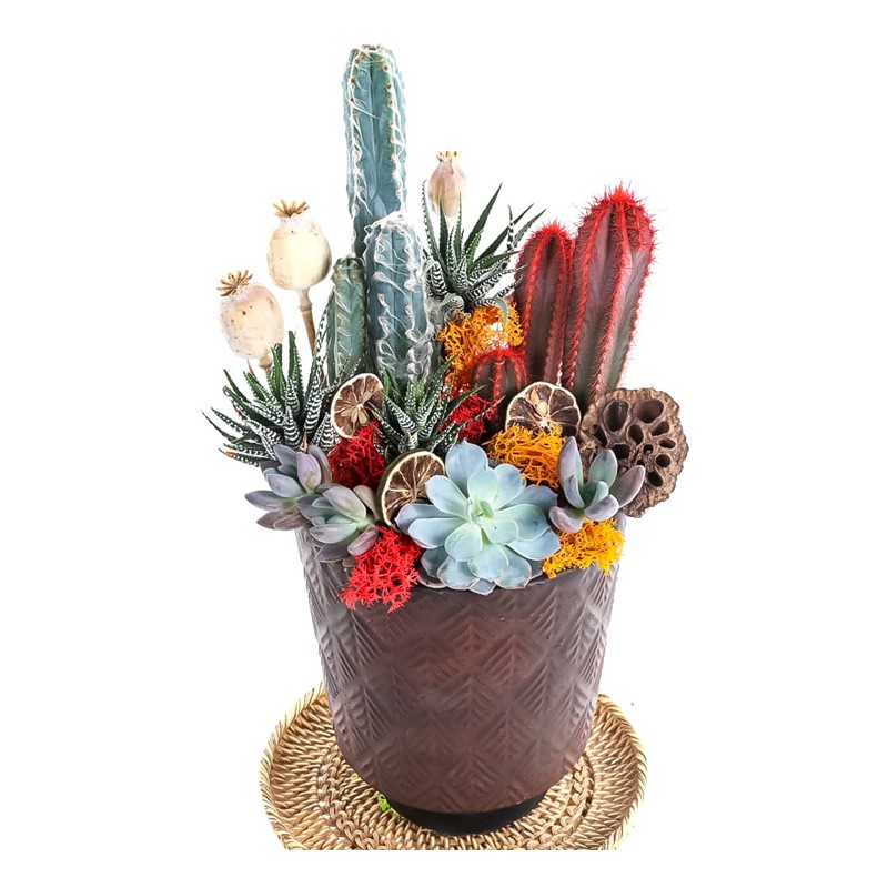 Desert Effect Garden