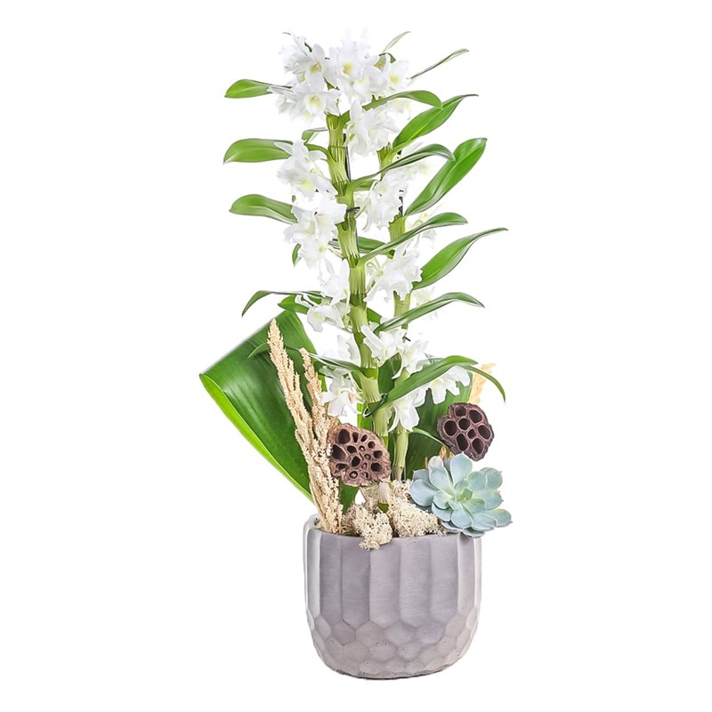 White Dream Orkide