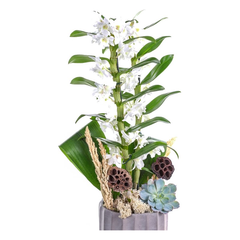 White Dream Orkide