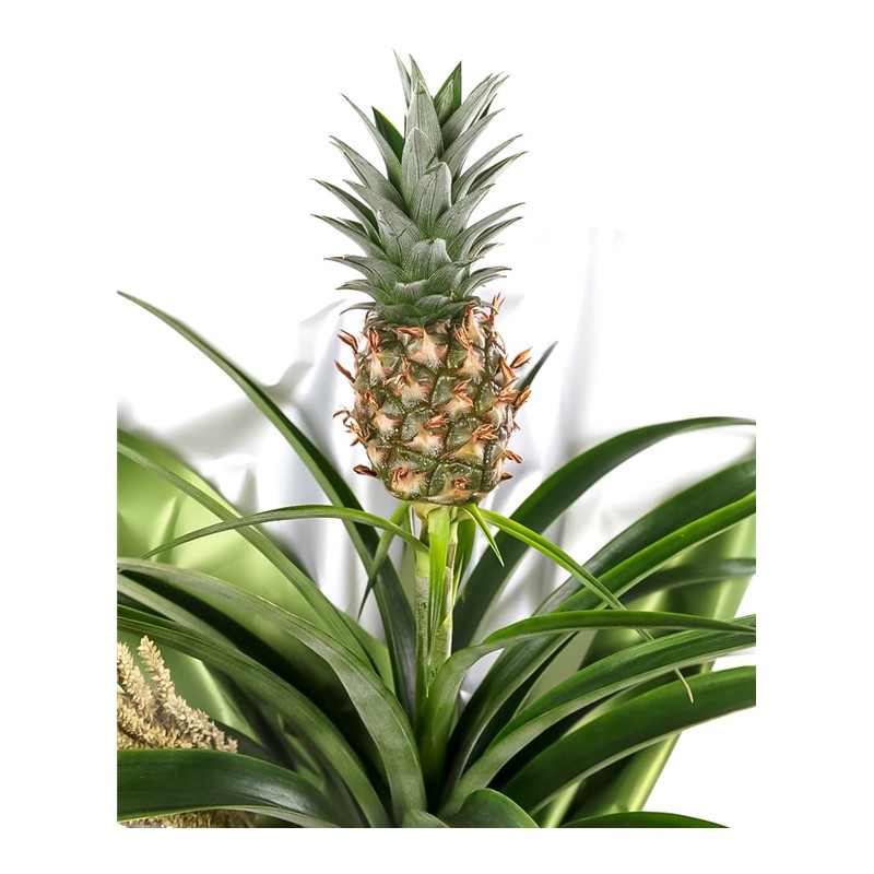 Exotic Pineapple Charm