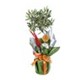 Tranquil Oasis Zeytin Ağacı 60cm