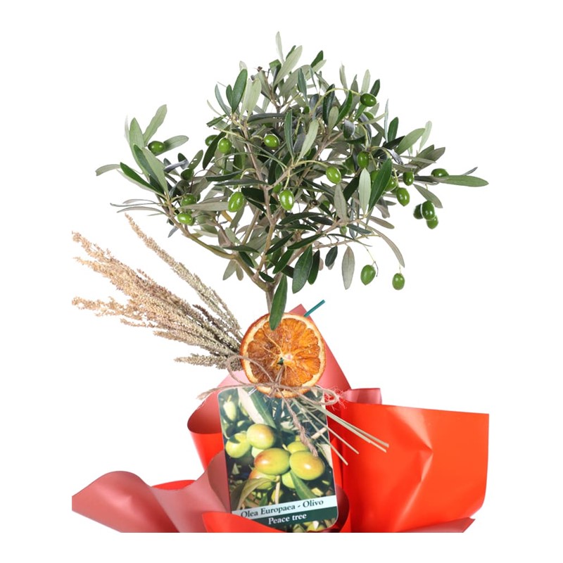 Golden Radiance Zeytin Ağacı 60cm