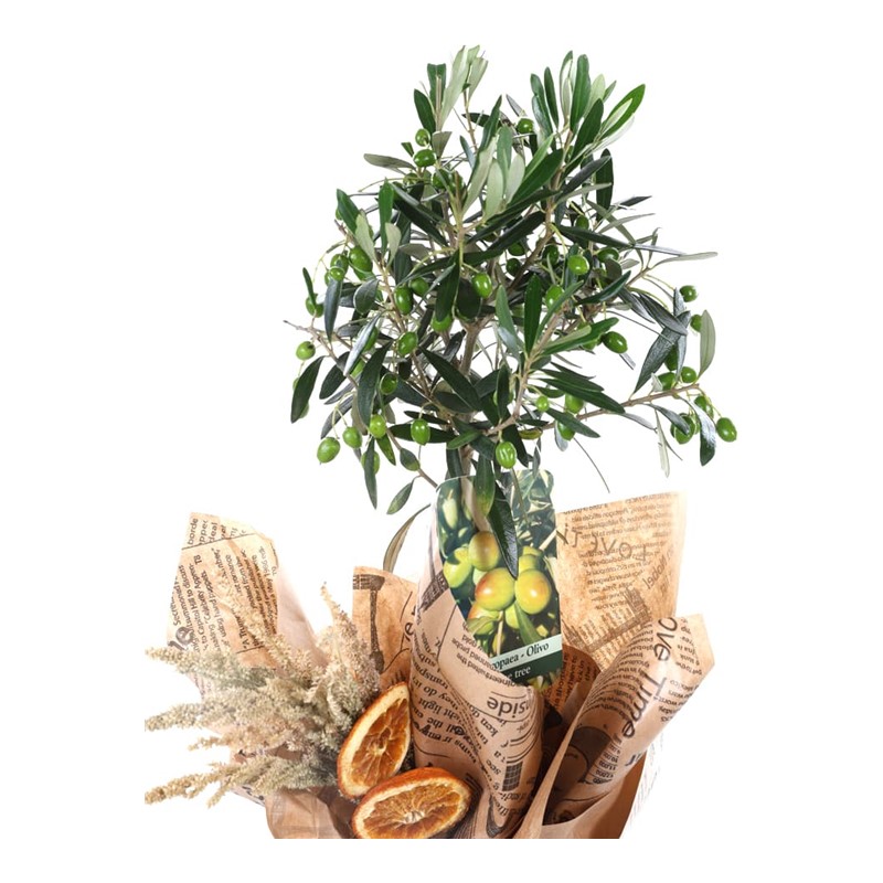 Sacred Harmony Zeytin Ağacı 60cm