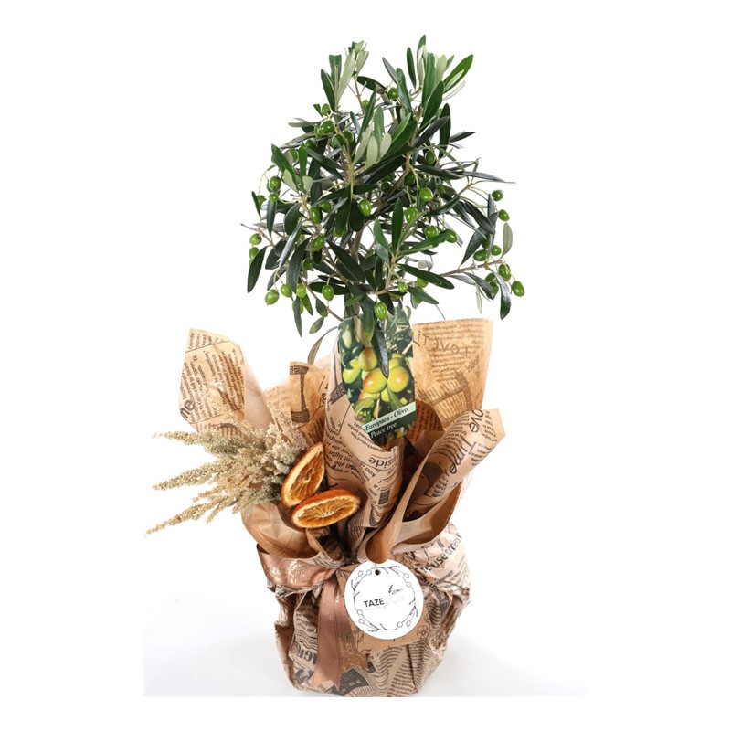 Sacred Harmony Zeytin Ağacı 60cm