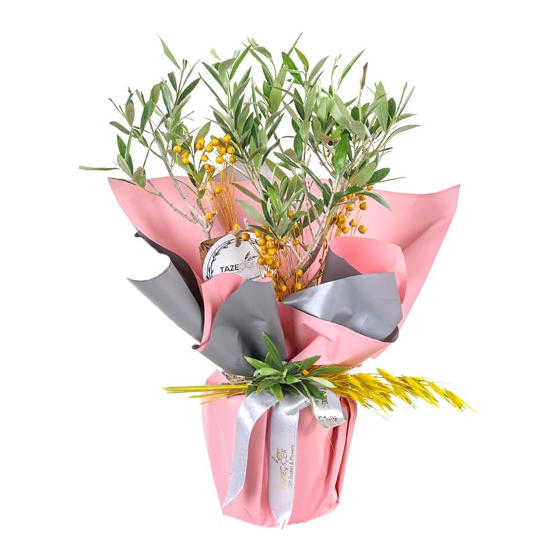 Altın Işık Zeytin Ağacı 40cm