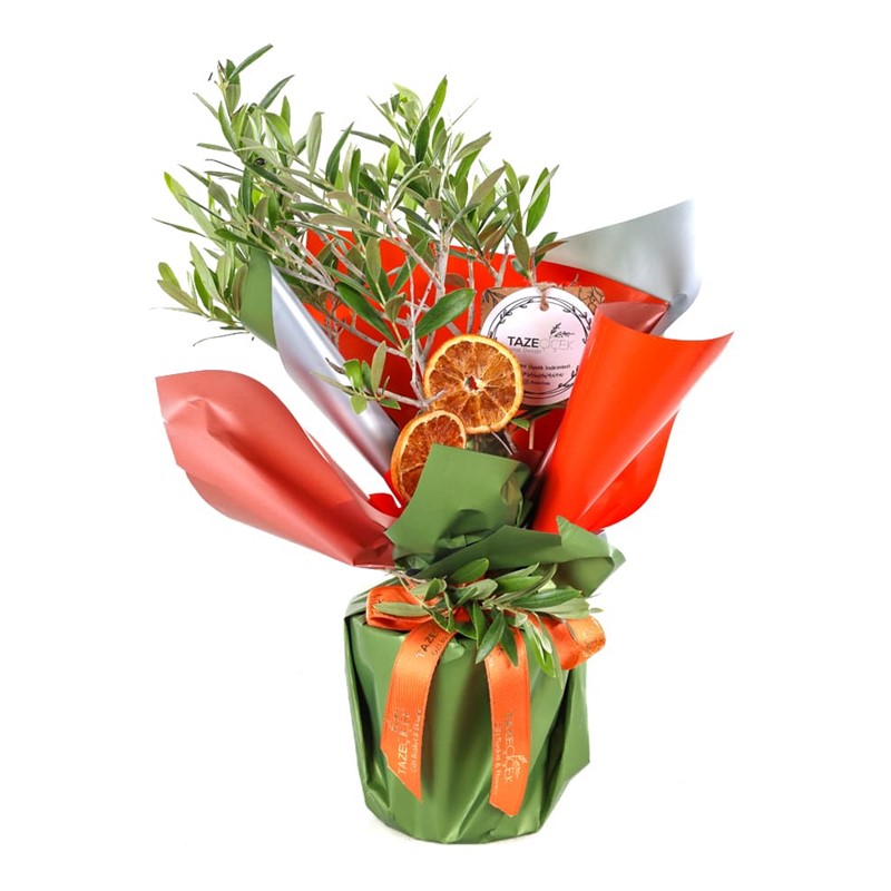 Yeşil Cennet Zeytin Ağacı 40cm