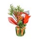 Yeşil Cennet Zeytin Ağacı 40cm