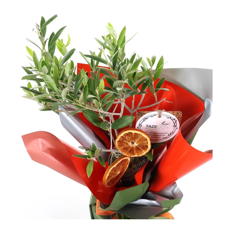Yeşil Cennet Zeytin Ağacı 40cm