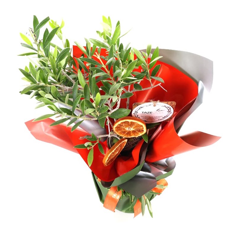 Yeşil Cennet Zeytin Ağacı 40cm