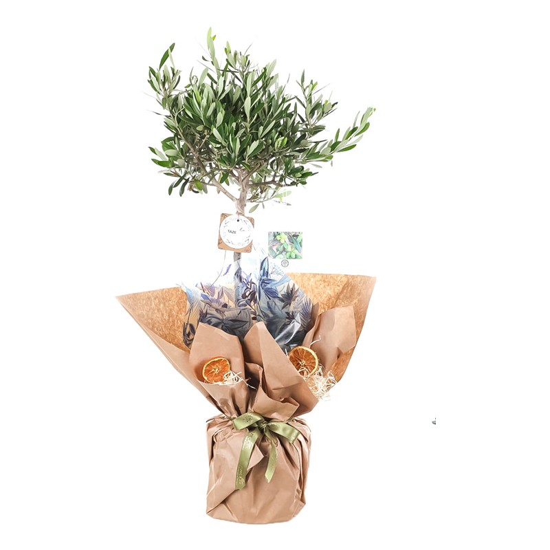 Verdant Splendor Zeytin Ağacı 100cm