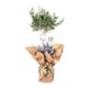Verdant Splendor Zeytin Ağacı 100cm