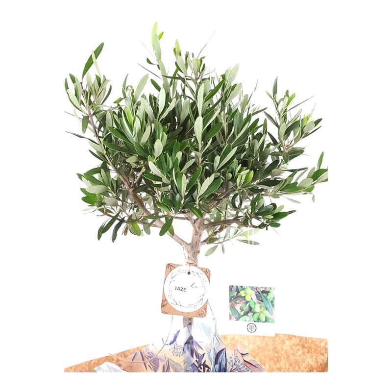 Verdant Splendor Zeytin Ağacı 100cm
