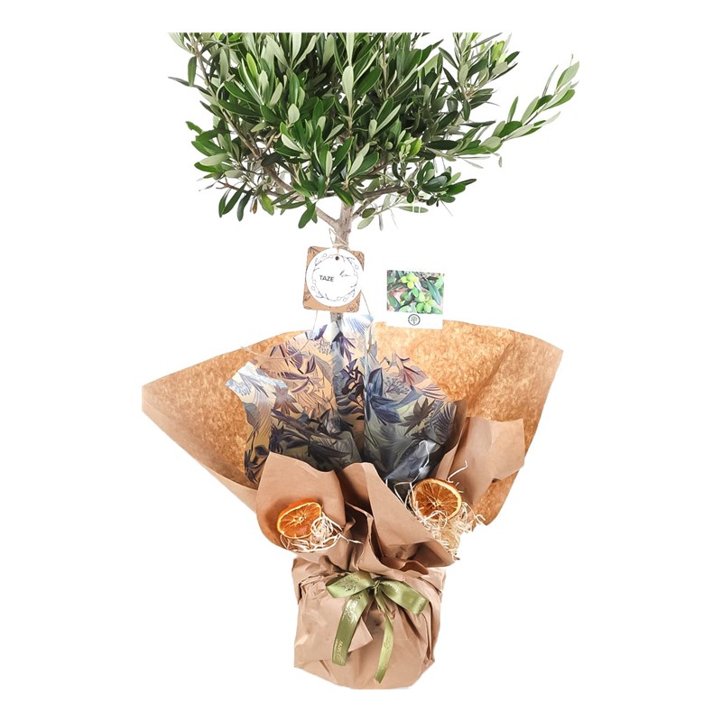 Verdant Splendor Zeytin Ağacı 100cm