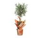 Vital Green Spirit Zeytin Ağacı 100cm
