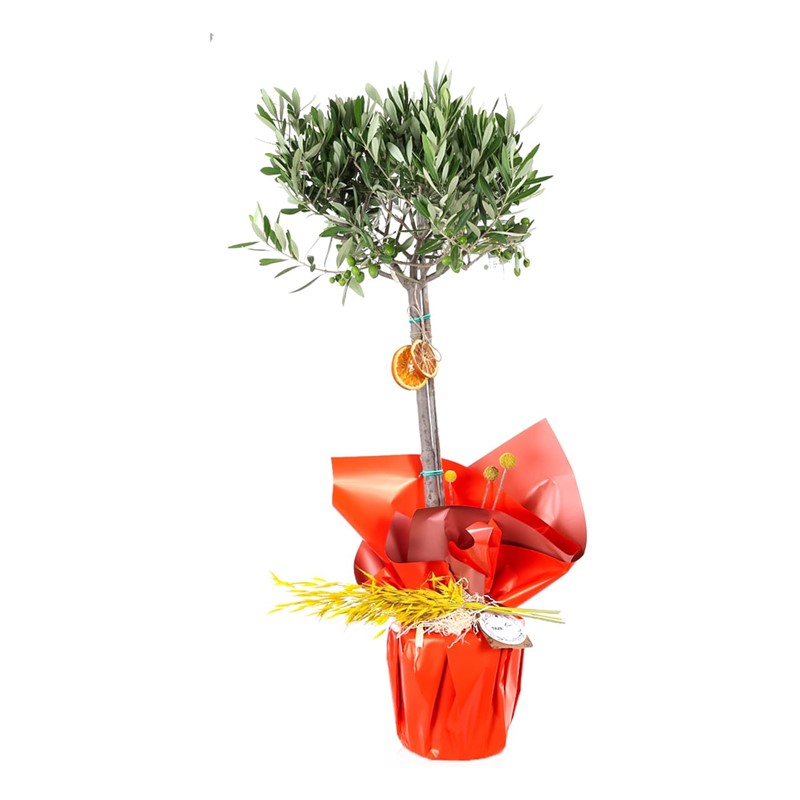 Doğa Harikası Zeytin Ağacı 100cm
