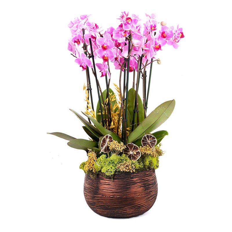 Bakır Design Midi Orkideler