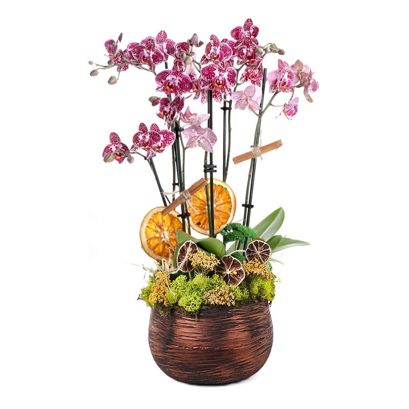 Opulent Orchid