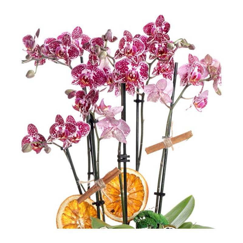 Opulent Orchid