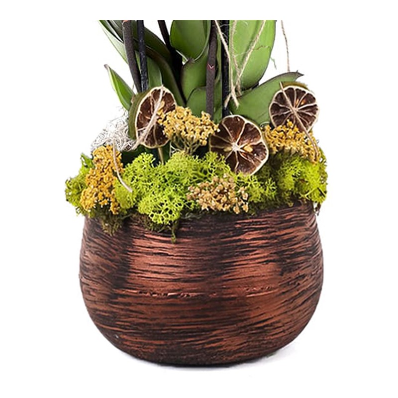 Opulent Orchid