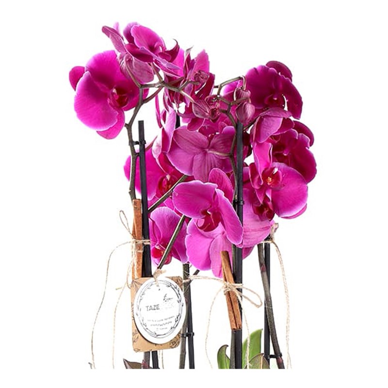 Pink Phalaenopsis Orchids